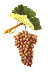 Ampelograhie, Rebsortenkunde, &Ouml;nologie, Weinbau, Weintraube, Weinrebe, Clairette Rose grape