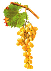 Ampelograhie, Rebsortenkunde, &Ouml;nologie, Weinbau, Weintraube, Weinrebe, Marravi grape