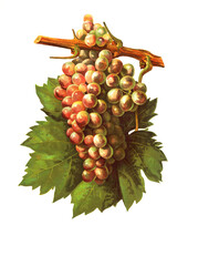 Ampelograhie, Rebsortenkunde, &Ouml;nologie, Weinbau, Weintraube, Weinrebe, Aspiran Verdal grape