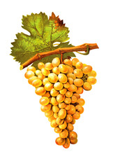 Ampelograhie, Rebsortenkunde, &Ouml;nologie, Weinbau, Weintraube, Weinrebe, Schobani grape