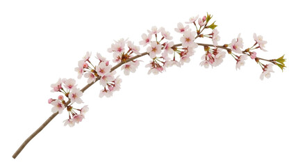 Isolated cherry blossom branch with pink flowers, fresh blooms and brown stem, no background