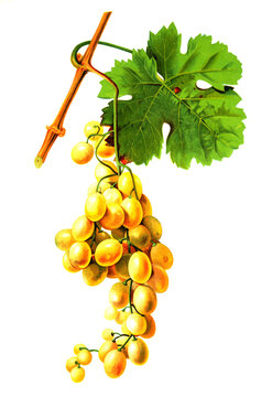 Ampelograhie, Rebsortenkunde, &Ouml;nologie, Weinbau, Weintraube, Weinrebe, Djendalli grape, Wei&szlig;weintraube,