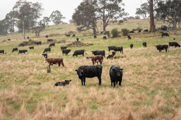 beautiful country landscape of cattle in Australia  eating grass, grazing on pasture. Herd of cows free range beef being regenerative raised on an agricultural farm. Sustainable farming in tasmania
