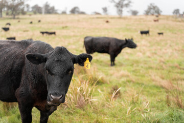 beautiful country landscape of cattle in Australia  eating grass, grazing on pasture. Herd of cows free range beef being regenerative raised on an agricultural farm. Sustainable farming in tasmania