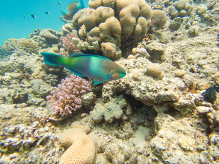 A rusty parrotfish, Scarus ferrugineus, swimming among coral. These fish are a vibrant component of tropical marine ecosystems and are known for their distinctive features and ecological role.