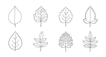 Fototapeta premium Detailed line art drawings showcasing eight different types of leaves, each with intricate vein patterns and distinct shapes.