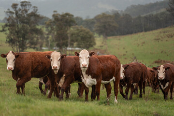 beautiful country landscape of cattle in Australia  eating grass, grazing on pasture. Herd of cows free range beef being regenerative raised on an agricultural farm. Sustainable farming in tasmania