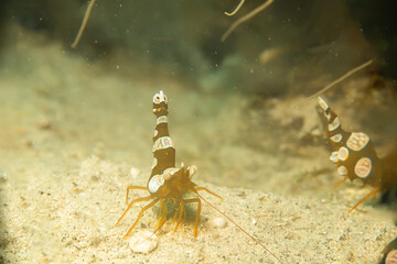 A macro photo of a Sexy shrimp, Holthuis cleaner shrimp or Ancylomenes holthuisi. Picture from Puerto Galera, Philippines