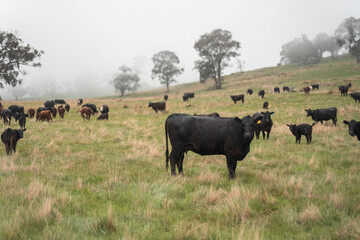 beautiful country landscape of cattle in Australia  eating grass, grazing on pasture. Herd of cows free range beef being regenerative raised on an agricultural farm. Sustainable farming in tasmania
