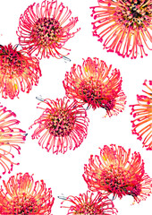 Pincushion Leucospermum isolated on white background