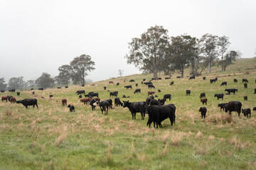 beautiful country landscape of cattle in Australia  eating grass, grazing on pasture. Herd of cows free range beef being regenerative raised on an agricultural farm. Sustainable farming in tasmania