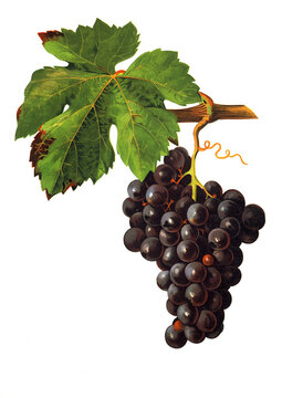 Ampelograhie, Rebsortenkunde, &Ouml;nologie, Weinbau, Weintraube, Weinrebe, Cot grape