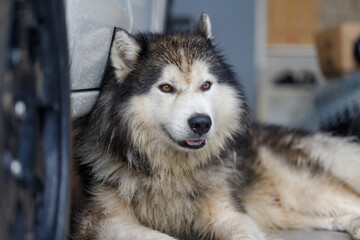 Close-up of Siberian Husky a wet fluffy dog with calm expression