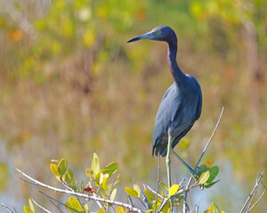 Little blue heron perched on a branch in its natural habitat