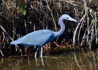 Little blue heron wading in shallow water near mangrove roots