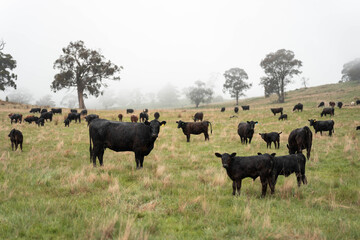 beautiful country landscape of cattle in Australia  eating grass, grazing on pasture. Herd of cows free range beef being regenerative raised on an agricultural farm. Sustainable farming in tasmania