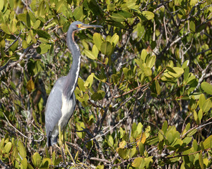 Tricolored heron perched in a mangrove tree, Florida wildlife
