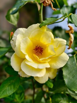 Bright yellow rose in full bloom with visible stamens in garden.