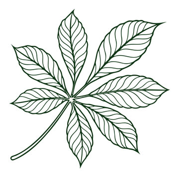 Outline drawing of a horse chestnut leaf