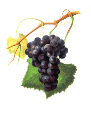 Ampelograhie, Rebsortenkunde, Önologie, Weinbau, Weintraube, Weinrebe, Concord grape