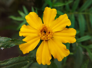 Simple yellow marigold flower close-up