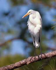 Elegant great egret perched on a branch in natural habitat