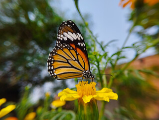 Butterfly close-up on bright marigold