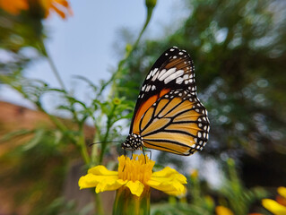 Orange butterfly feeding on marigold flower
