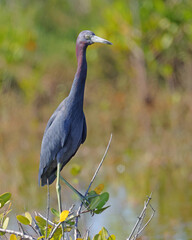 Little blue heron perched on a branch in its natural habitat