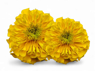 Golden Marigold Blooms In Harmony