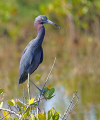Little blue heron perched on a branch in its natural habitat