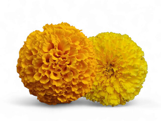 Yellow and orange color on white background