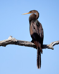 Anhinga bird perched on a branch against a clear blue sky