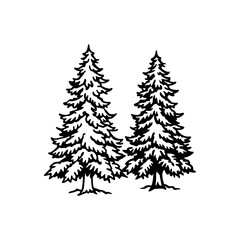 Pine tree illustration with detailed branches and trunk two evergreen conifers standing side by side hand drawn sketch style isolated on white background isolated on transparent background