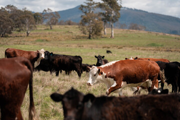 Naklejka premium beautiful country landscape of cattle in Australia eating grass, grazing on pasture. Herd of cows free range beef being regenerative raised on an agricultural farm. Sustainable farming in tasmania