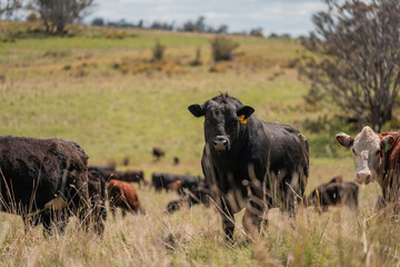 beautiful country landscape of cattle in Australia  eating grass, grazing on pasture. Herd of cows free range beef being regenerative raised on an agricultural farm. Sustainable farming in tasmania