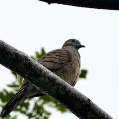 Zebra Dove