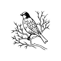 Sparrow perched on a bare branch a detailed line drawing illustration of a small bird in its natural habitat isolated on white background isolated on transparent background