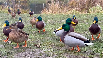 Flock of mallard ducks on the shore of the lake