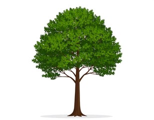 Detailed vector illustration of a lush green tree with a brown trunk on white