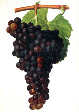 Ampelograhie, Rebsortenkunde, &Ouml;nologie, Weinbau, Weintraube, Weinrebe, Aramon grape