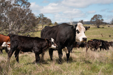 beautiful country landscape of cattle in Australia  eating grass, grazing on pasture. Herd of cows free range beef being regenerative raised on an agricultural farm. Sustainable farming in tasmania