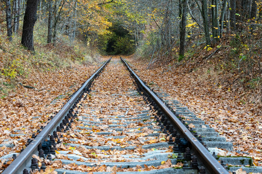 railroad tracks in the forest