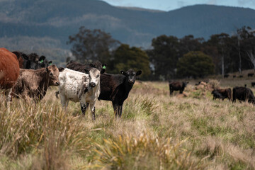 beautiful country landscape of cattle in Australia  eating grass, grazing on pasture. Herd of cows free range beef being regenerative raised on an agricultural farm. Sustainable farming in tasmania