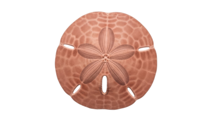 Isolated sand dollar fossil specimen, a marine animal of the Echinoidea family viewed from above