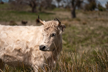 beautiful country landscape of cattle in Australia  eating grass, grazing on pasture. Herd of cows free range beef being regenerative raised on an agricultural farm. Sustainable farming in tasmania