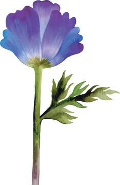 Nlue purple watercolor flower 