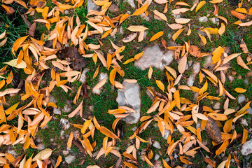 Fall Season Macro of Golden Leaves on Green Lawn