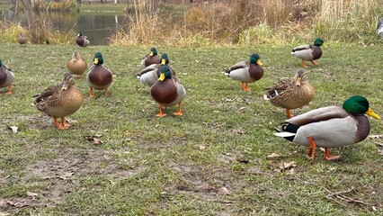 Flock of mallard ducks on the shore of the lake