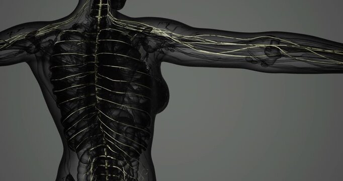 The illustration presents an intricate depiction of the nervous system focusing on the lower limbs. It highlights the major nerve pathways and structures in a visually striking manner.